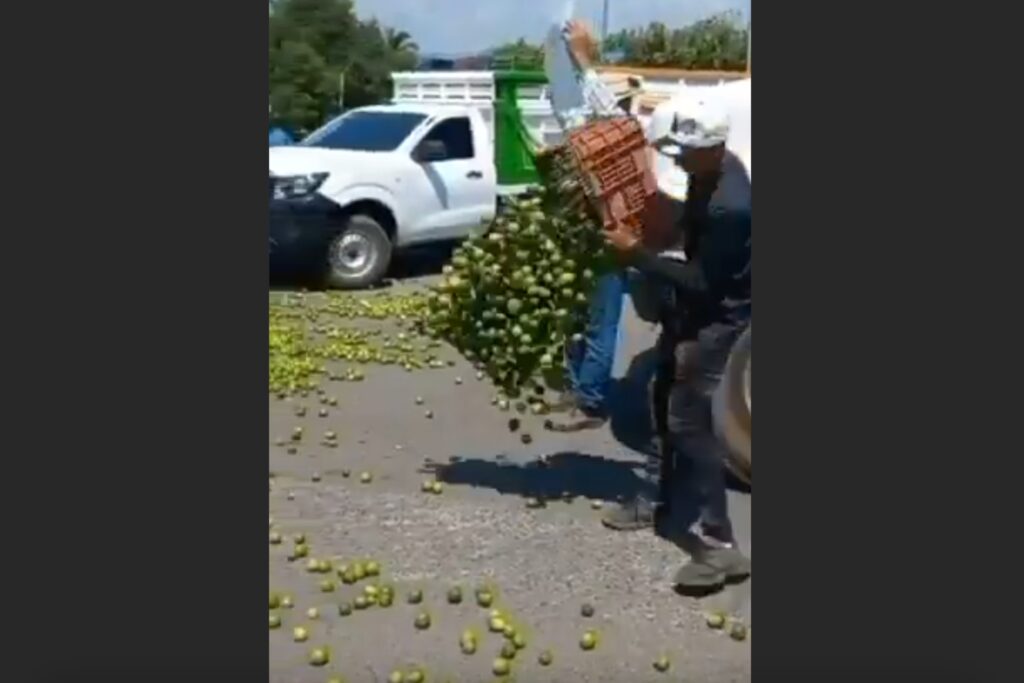 Video: Productores de Apatzingán, Michoacán, tiran kilos de limón como protesta por bajos precios