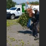 Video: Productores de Apatzingán, Michoacán, tiran kilos de limón como protesta por bajos precios