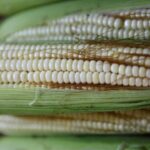 “No es una buena oferta”, dicen agricultores de Michoacán sobre acuerdo con Gobierno federal