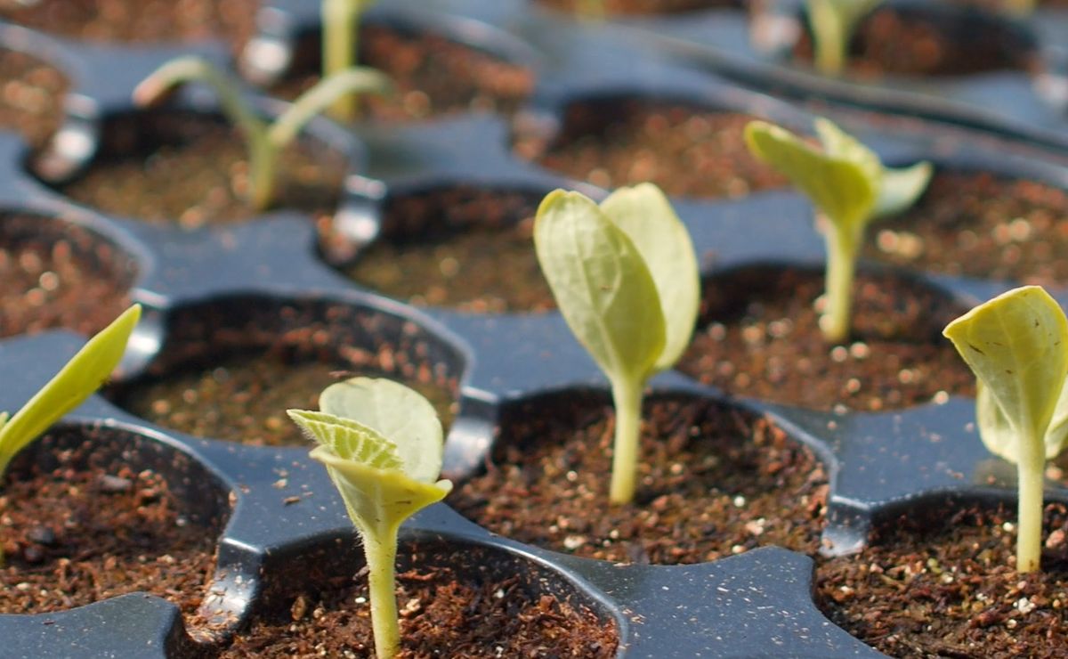 Plantas migrantes, desplazadas por cambio climático