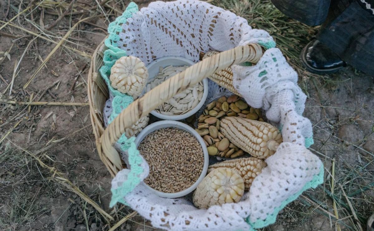 FAO reconoce al metepantle de México como ejemplo de resiliencia agrícola FAO reconoce al metepantle de México como ejemplo de resiliencia agrícola