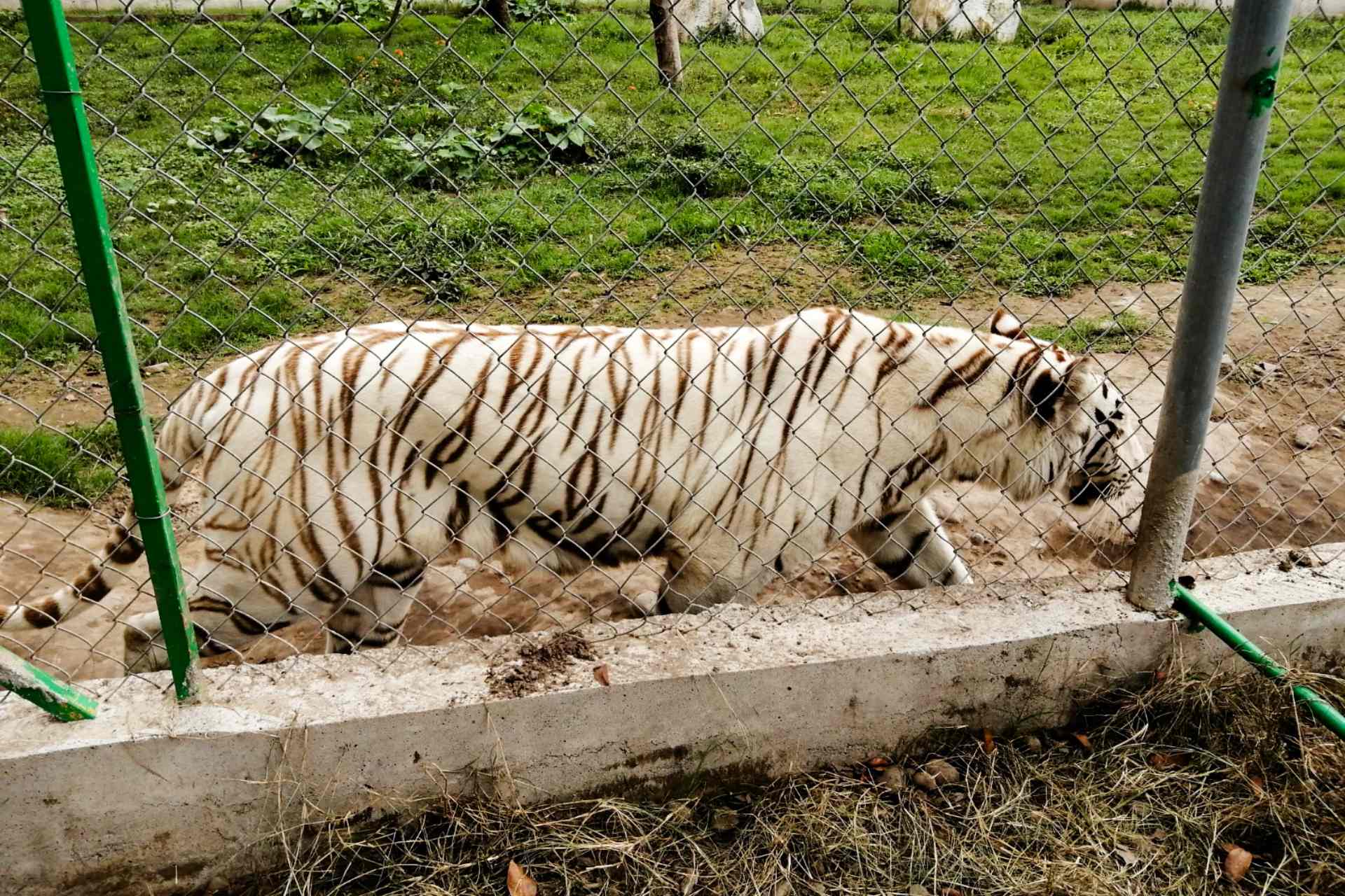 Hallan muerto al tigre de bengala que se fugó de zoológico en Puebla tras las fuertes lluvias Hallan muerto al tigre de bengala que se fugó de zoológico en Puebla tras las fuertes lluvias
