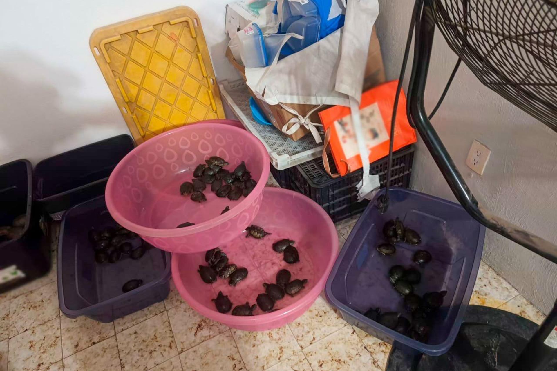 Detienen a 3 por tráfico de especies protegidas hacia EE.UU. y Asia