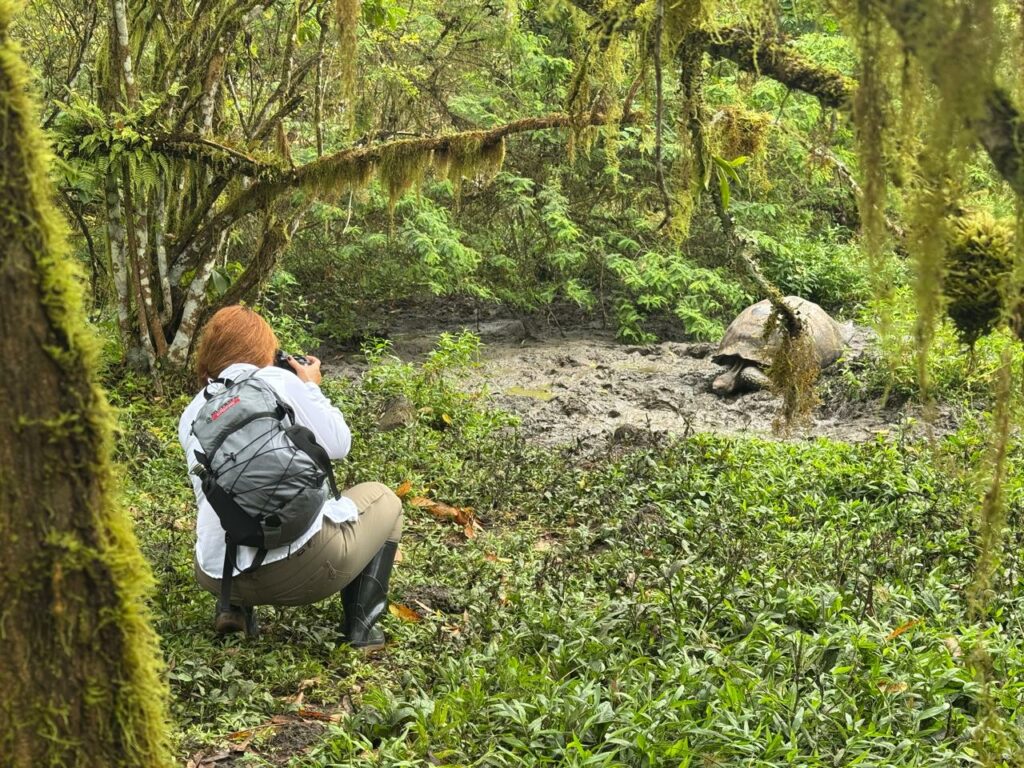 Las tortugas de Galápagos, en peligro de extinción