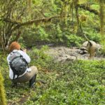 Las tortugas de Galápagos, en peligro de extinción
