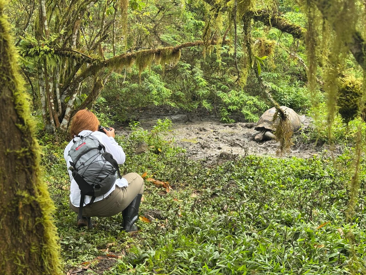 Las tortugas de Galápagos, en peligro de extinción