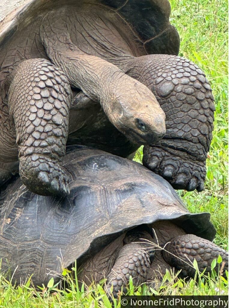 Las tortugas de Galápagos, en peligro de extinción - whatsapp-image-2025-10-30-at-75914-pm-766x1024
