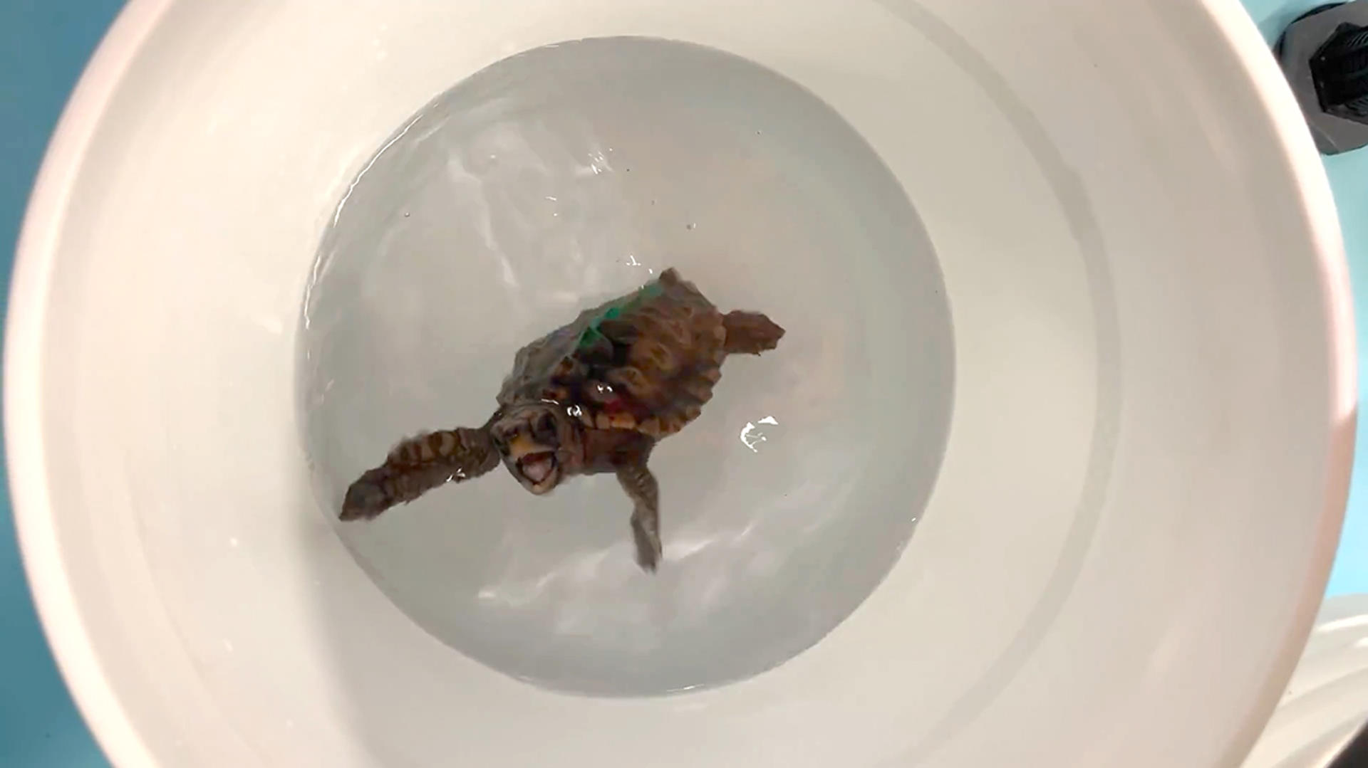 Las tortugas marinas se orientan en sus migraciones por su percepción del campo mágnetico terrestre