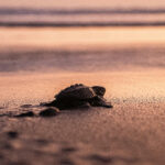 México logra en 2025 una de las temporadas “más exitosas” en conservar tortugas marinas