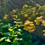 Científica de Florida alerta sobre la propagación de hongos ostra dorados en el estado