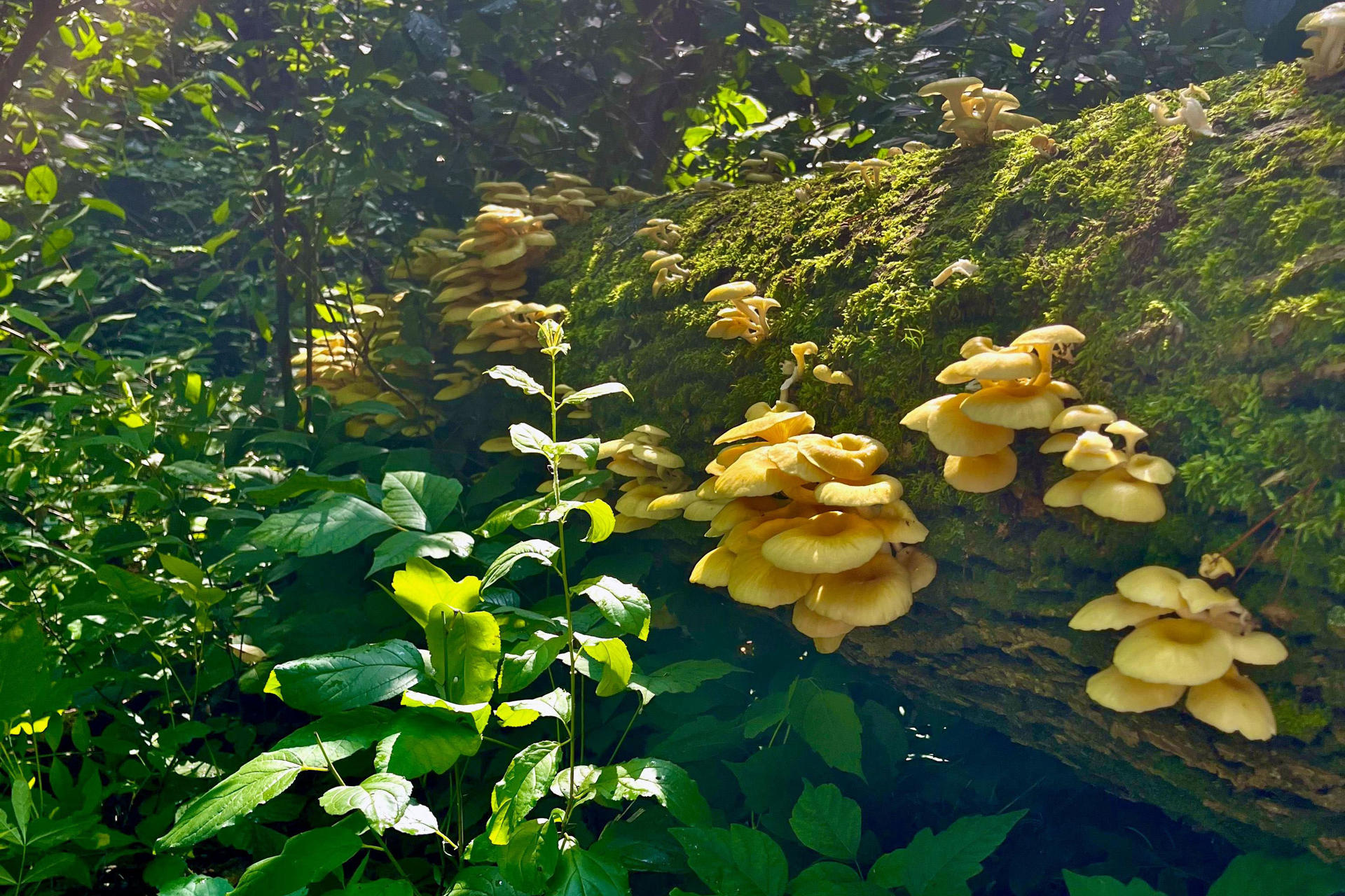 Científica de Florida alerta sobre la propagación de hongos ostra dorados en el estado