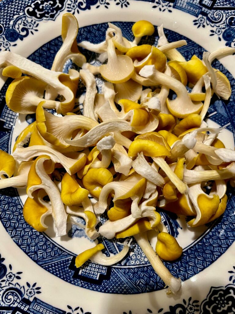 Científica de Florida alerta sobre la propagación de hongos ostra dorados en el estado - 62a000e04e913505acc6a9c385f6b9712264ca65w-768x1024