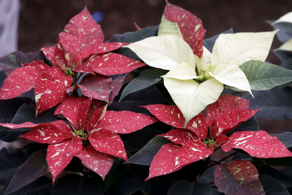 El lujo sofisticado y el estilo nórdico, principales tendencias florales para Navidad