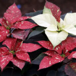 El lujo sofisticado y el estilo nórdico, principales tendencias florales para Navidad