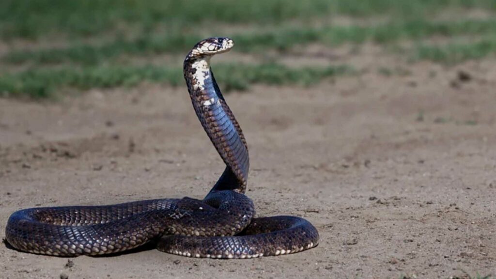 UNAM desarrolla antiveneno contra las serpientes más letales de África