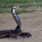 UNAM desarrolla antiveneno contra las serpientes más letales de África