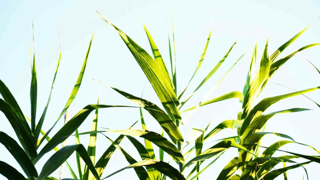 Chile, México, Panamá y otros 16 países apoyan cuadriplicar el uso de biocombustibles