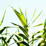 Chile, México, Panamá y otros 16 países apoyan cuadriplicar el uso de biocombustibles