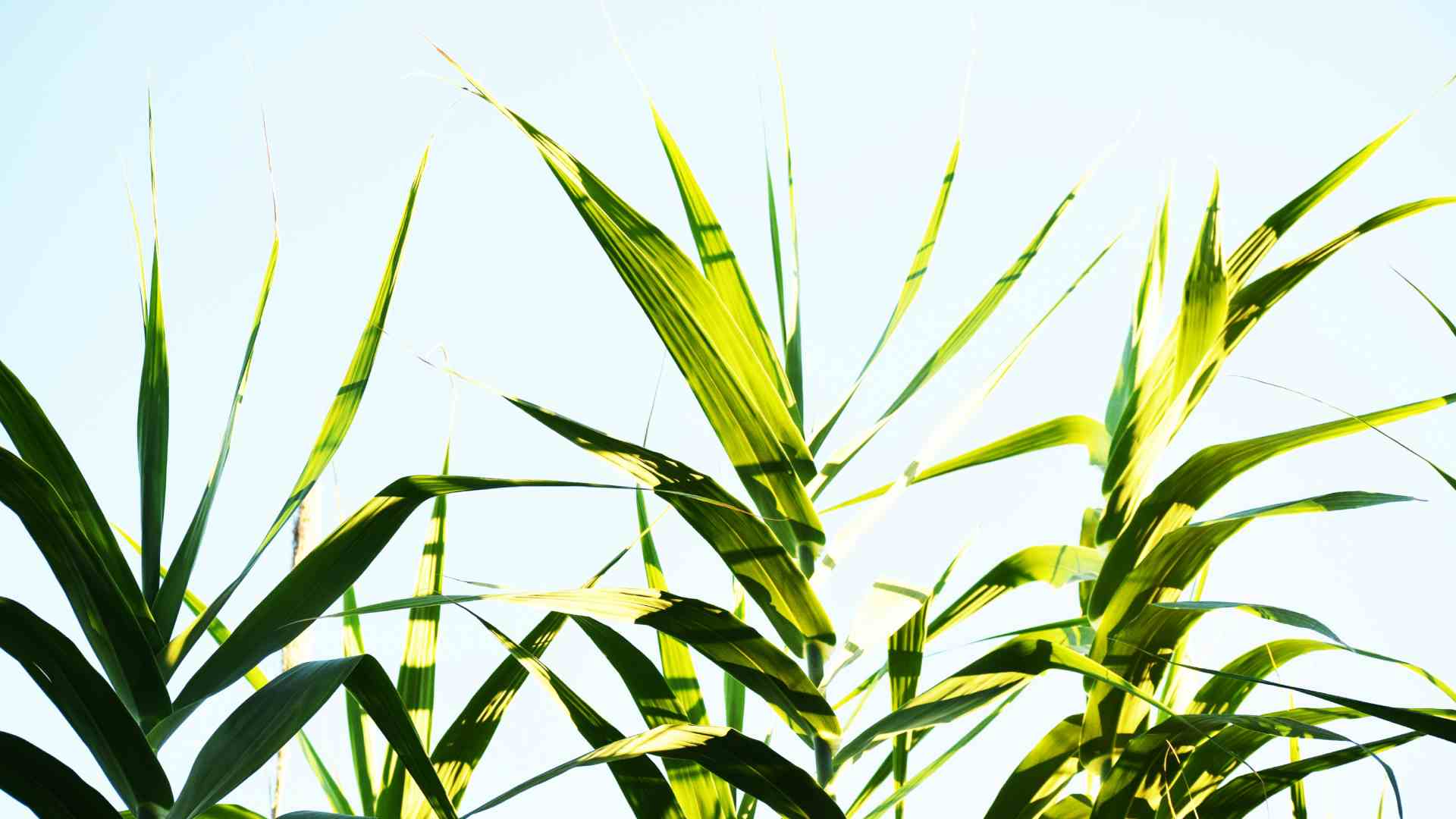 Chile, México, Panamá y otros 16 países apoyan cuadriplicar el uso de biocombustibles