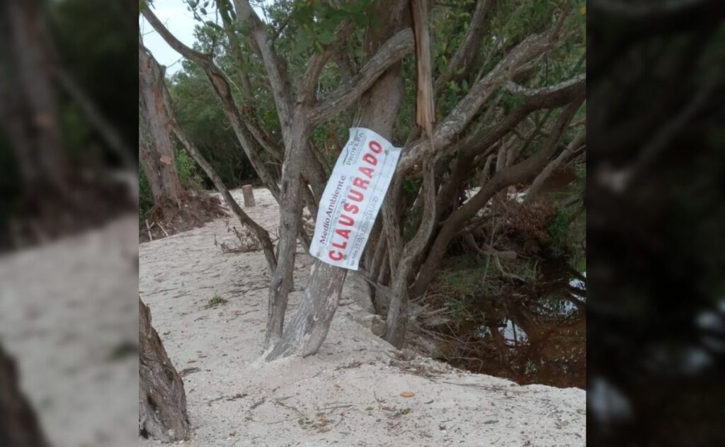Clausuran zona en Sisal, Yucatán, por destrucción de manglares