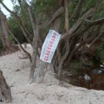 Clausuran zona en Sisal, Yucatán, por destrucción de manglares