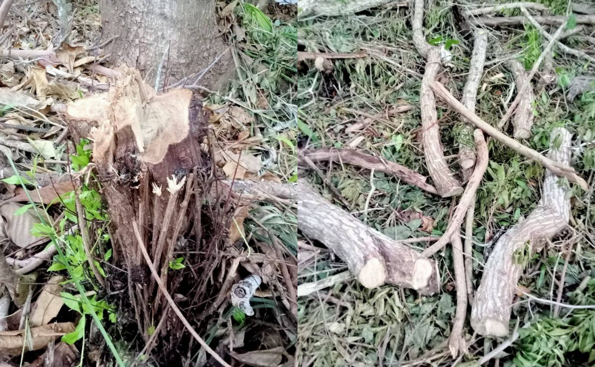Clausuran zona en Sisal, Yucatán, por destrucción de manglares - dano-ecologico-en-sisal-yucatan