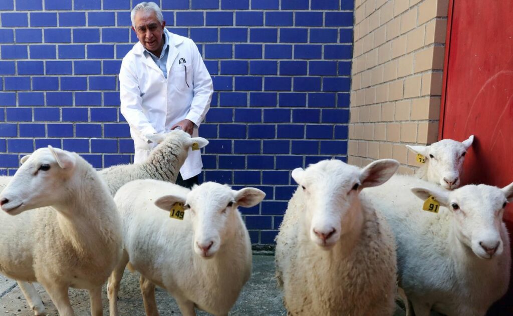 México inicia nueva era de biotecnología animal tras su primer borrego clonado