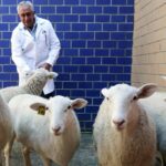 México inicia nueva era de biotecnología animal tras su primer borrego clonado