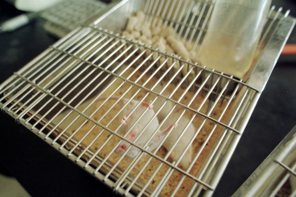 Gobierno británico planea la eliminación gradual de los experimentos médicos con animales