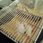 Gobierno británico planea la eliminación gradual de los experimentos médicos con animales