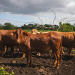 Yucatán logra 90% de recuperación por gusano barrenador y sin sacrificio animal