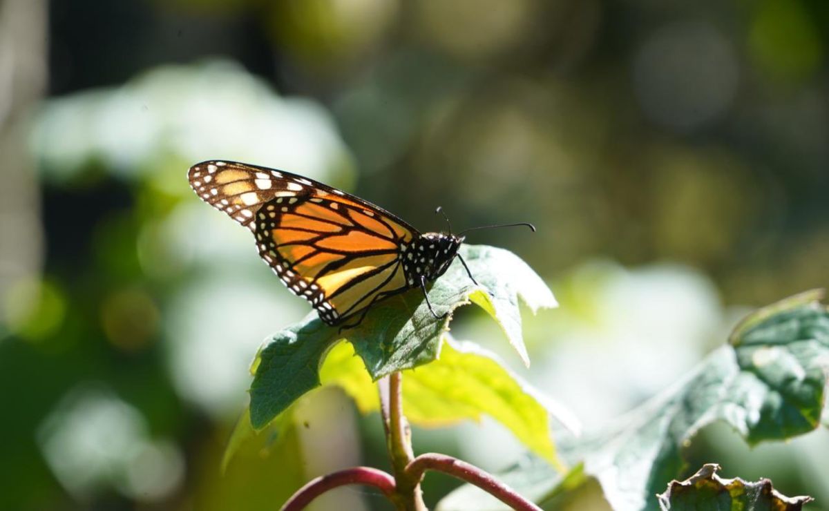 Llegan las mariposas monarca a México: estos son los santuarios para verlas