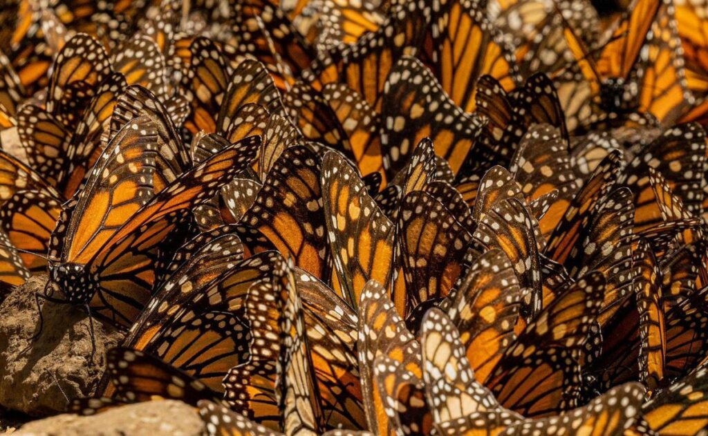 Las mariposas monarca en México y el enigma de su migración