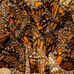 Las mariposas monarca en M&eacute;xico y el enigma de su migraci&oacute;n