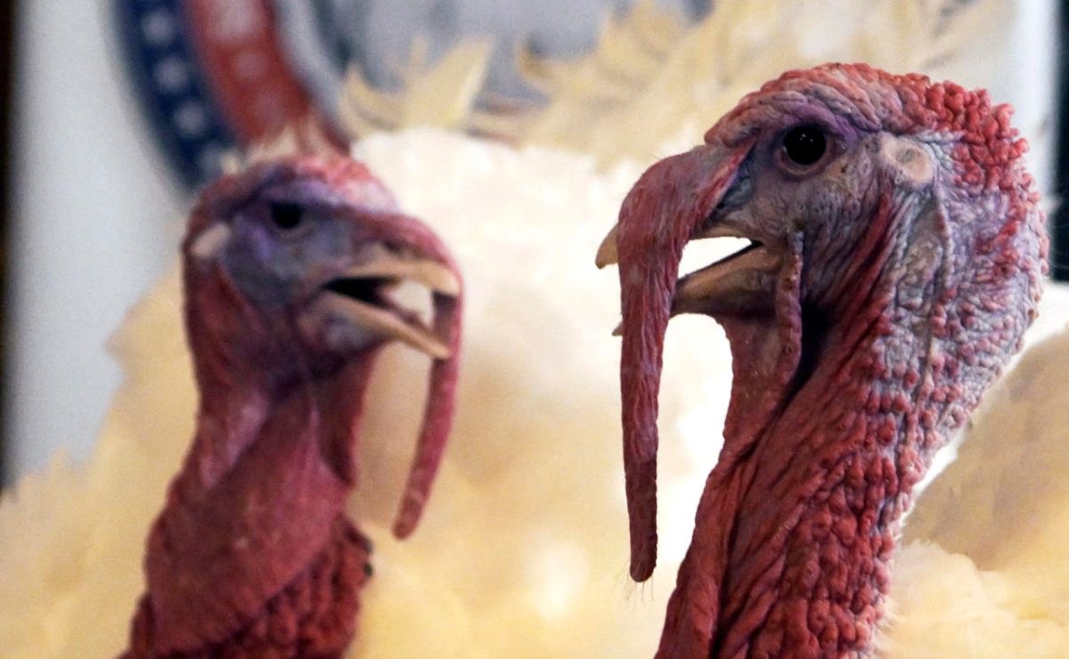 Trump indulta a los pavos ‘Gobble’ y ‘Waddle’ por Acción de Gracias Trump indulta a los pavos ‘Gobble’ y ‘Waddle’ por Acción de Gracias