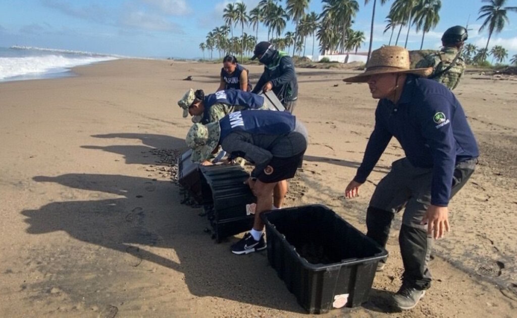 Rescatan en Nayarit más de seis mil huevos de tortuga marina; liberan más de 15 mil crías