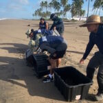 Rescatan en Nayarit más de seis mil huevos de tortuga marina; liberan más de 15 mil crías