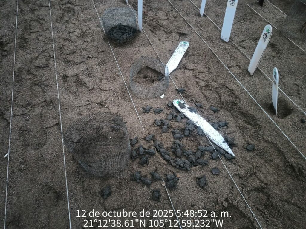 Rescatan en Nayarit más de seis mil huevos de tortuga marina; liberan más de 15 mil crías - rescatan-en-nayarit-mas-de-seis-mil-huevos-de-tortuga-marina-liberan-mas-de-15-mil-crias-2-1024x768