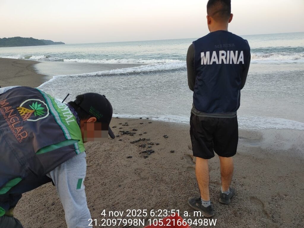 Rescatan en Nayarit más de seis mil huevos de tortuga marina; liberan más de 15 mil crías - rescatan-en-nayarit-mas-de-seis-mil-huevos-de-tortuga-marina-liberan-mas-de-15-mil-crias-3-1024x768