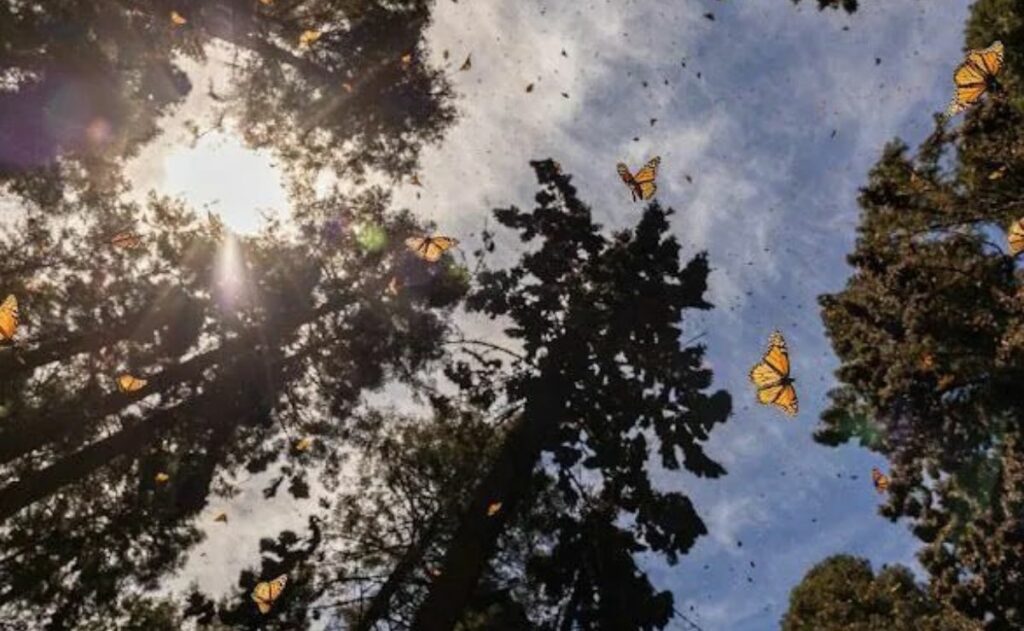 México pone en marcha sistema de rastreo de mariposa monarca para estudiar desplazamiento - santuario-de-mariposas-monarca-1024x631