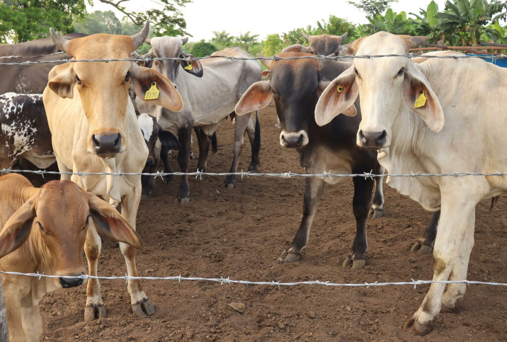 Productores de carne en Chiapas lanzan trampas artesanales para contener al gusano barrenador - 265ec674062a910c30b85c3650e19d6fcbc02a51w-1-1024x692