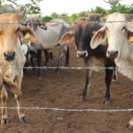 El IICA destaca el trabajo de México para enfrentar al gusano barrenador del ganado