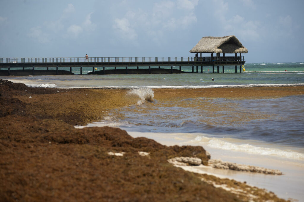 La ONU luchará contra el sargazo en el Caribe