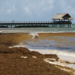 La ONU luchará contra el sargazo en el Caribe