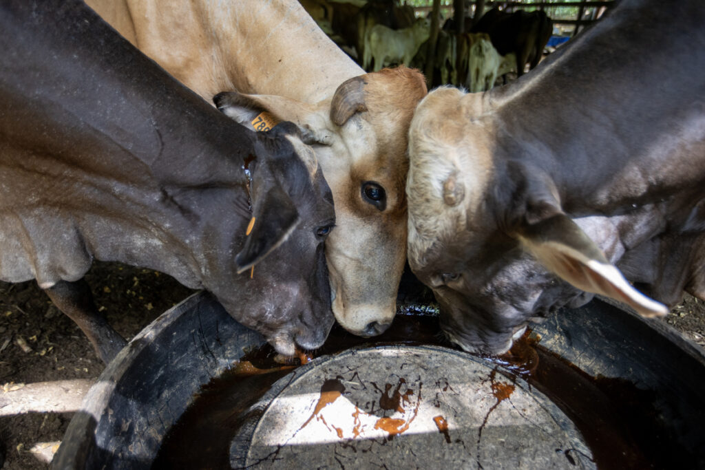 Ganaderos en México denuncian “sobrerregulación” por medidas contra gusano barrenador