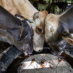 Ganaderos en México denuncian “sobrerregulación” por medidas contra gusano barrenador