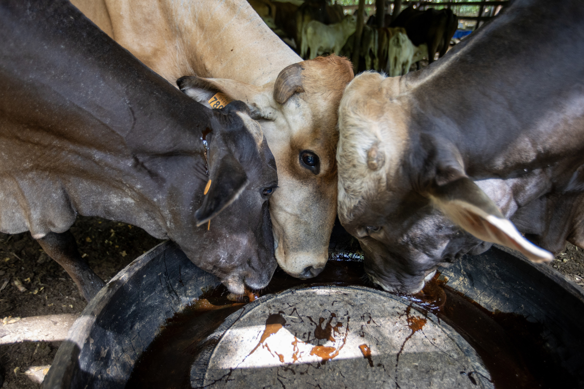 Ganaderos en México denuncian “sobrerregulación” por medidas contra gusano barrenador Ganaderos en México denuncian “sobrerregulación” por medidas contra gusano barrenador