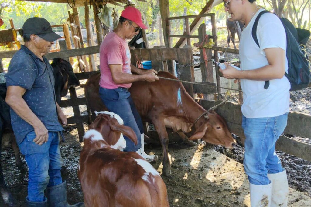 Agricultura detecta caso de gusano barrenador en Tamaulipas