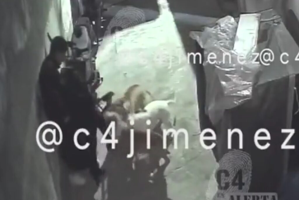 Video: Perros pitbull atacan a mujer en Tláhuac, CDMX