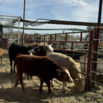 Productores en México advierten alza en precio de carne hacia 2026 por gusano barrenador y aranceles